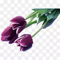 英迪拉甘地纪念郁金香花园郁金香狂热花紫后夜郁金香图片素材