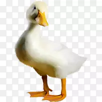 鸭鹅鸟-留萌可爱的小鸭子