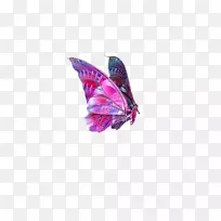 蝴蝶图像文件格式剪辑艺术-蝴蝶，昆虫，标本