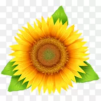 向日葵可伸缩图形剪辑艺术向日葵黄花