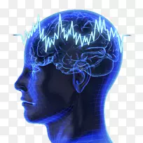 神经振荡脑指纹图脑波夹带P 300-人脑模型
