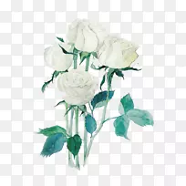 花园玫瑰沙滩玫瑰蜈蚣玫瑰白色水彩画-免费白玫瑰拉料