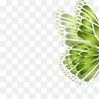 蝴蝶绿色高清电视壁纸绿色背景蝴蝶翅膀
