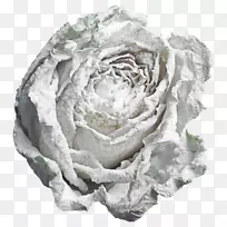 海滩玫瑰花白色花园玫瑰-白色玫瑰