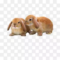 迷你野兔-可爱的棕色兔子