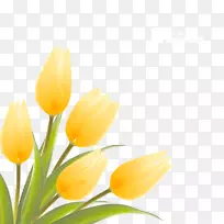 英迪拉甘地纪念郁金香花园花卉插图-郁金香