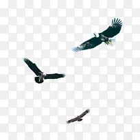 雀鹰下载-黑鹰图片