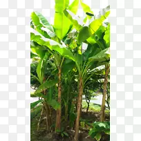 香蕉叶椰子-阳光香蕉叶