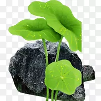 叶花盆一年生植物-石荷叶