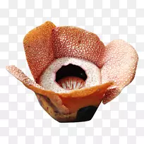 基纳巴鲁山-一束鲜花