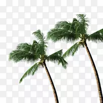 椰子树，槟榔科-椰子树
