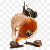 沙螺-蜗牛