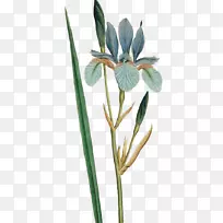 西伯利亚花植物学插图Curtiss植物学杂志-百合花束