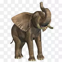 非洲象印度象野生动物-幼象鼻子自由拉材料