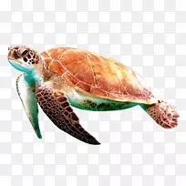 盒龟爬行动物-海龟