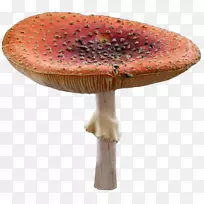 食用菌摄影-童话蘑菇