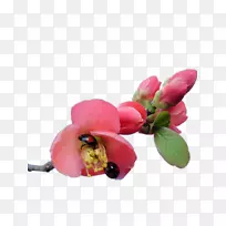 花卉设计花瓣-秋海棠花瓢虫