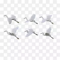 西伯利亚鹤鸟飞鹤