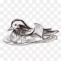 鸭画素描-游泳小鸭