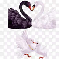 黑天鹅剪贴画-富有创意的浪漫爱情主题天鹅