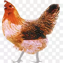 普利茅斯岩鸡亚姆康邦公鸡-罗纹普利茅斯岩鸡漆