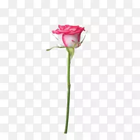 花园玫瑰沙滩玫瑰蜈蚣玫瑰粉红色蕾丝白色玫瑰枝