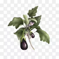 植物插图植物水彩画插图紫色茄子