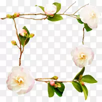 蔷薇花图案-白玫瑰
