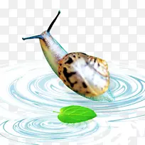 水壁纸-游泳蜗牛