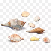 海贝壳水彩画海螺概念.手绘水色海螺壳材料