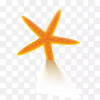 海星-橙色沙滩海星