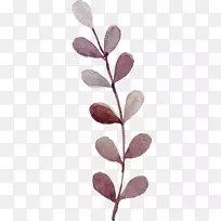 水彩：花卉水彩画-咖啡色水彩画植物