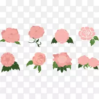 花园玫瑰，海葵，蜈蚣玫瑰，粉红色-银色莲花，粉红色甜