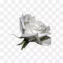 月季-美丽的白玫瑰