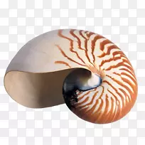 Savusavu Nadi seashell蜗牛住宿-质地海螺