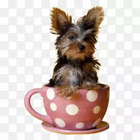 约克郡小猎犬迷你小羽犬马耳他小狗茶杯-可爱的茶杯犬