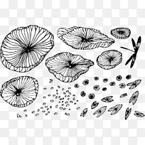 野莲花形线-蜻蜓荷叶细线绘制图