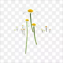 花卉设计师-菊花