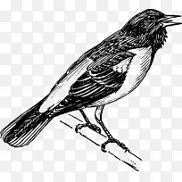 巴尔的摩金莺鸟夹艺术-歌唱鸟