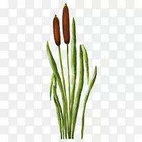 剪贴画-草