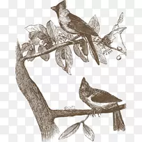 鸟类猫头鹰常见夜莺画图-雁