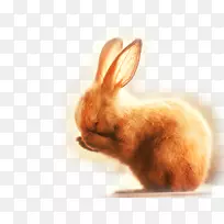 狗兔摄影可爱-可爱的小兔子