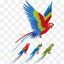 鹦鹉鸟红绿金刚鹦鹉夹艺术色鸟飞