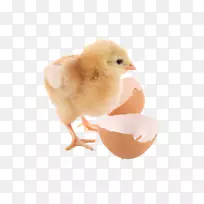 鸭鸡鹅鹌鹑出生雏鸡