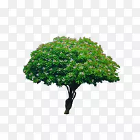海芒果(Cerbera Manghas)绿夹竹桃树-海芒果植物