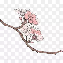 樱花插画-樱花素描插图
