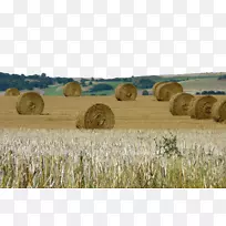 干草收获农场稻草捆-小麦干草堆