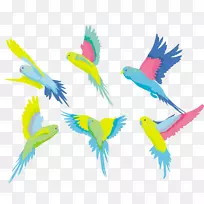 鹦鹉艺术彩色鹦鹉