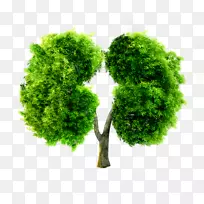 肺尘肺-绿肺形状树