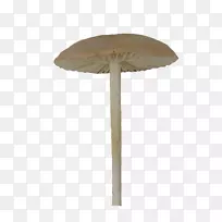 大伞菇-颈伞蘑菇